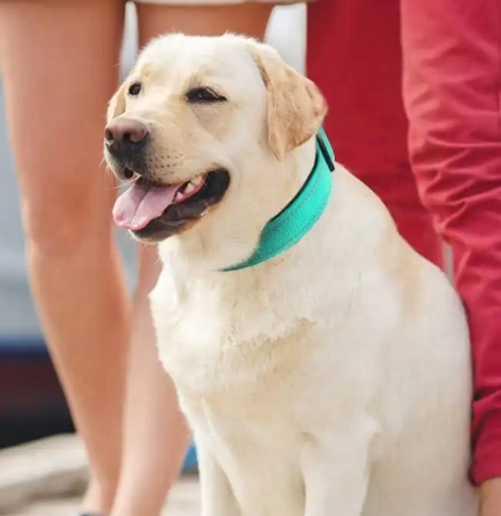Justerbart Nylon Hundehalsbånd